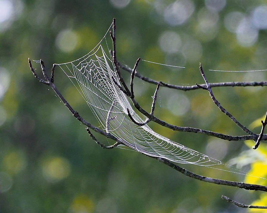 Spider Web Photograph by Paula Ponath