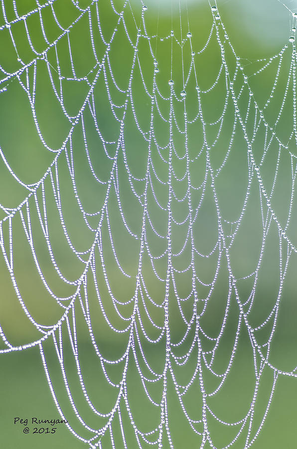 Spider Web Photograph by Peg Runyan