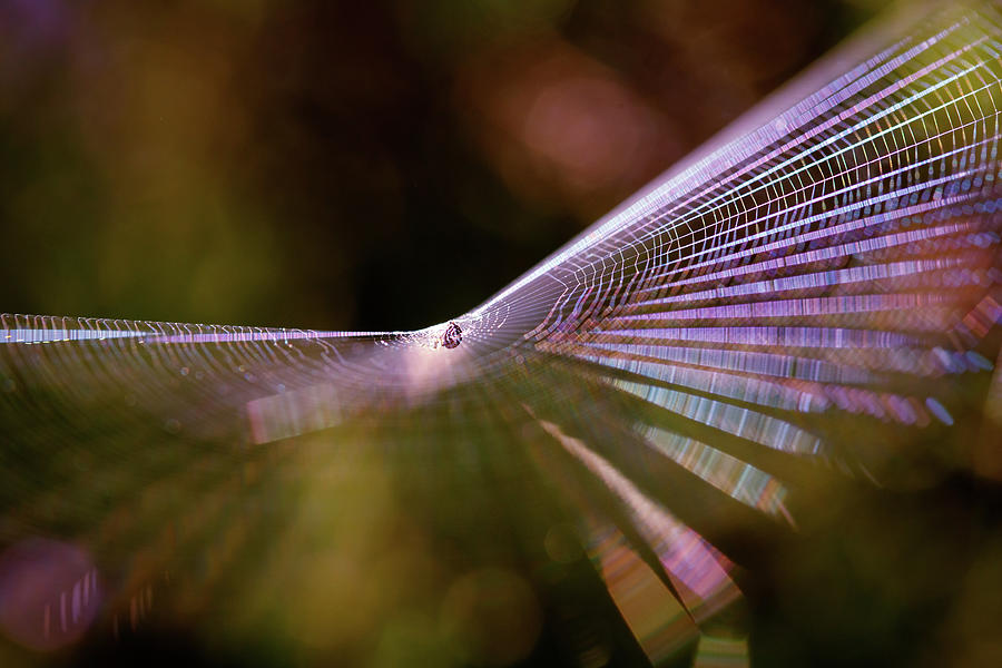 Magic Photograph - Spider Web Rainbow Magic by Roeselien Raimond