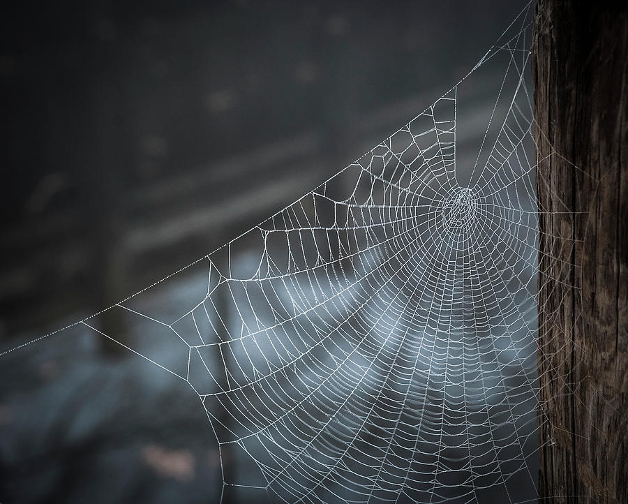 Spider Web Photograph by Rick Mosher