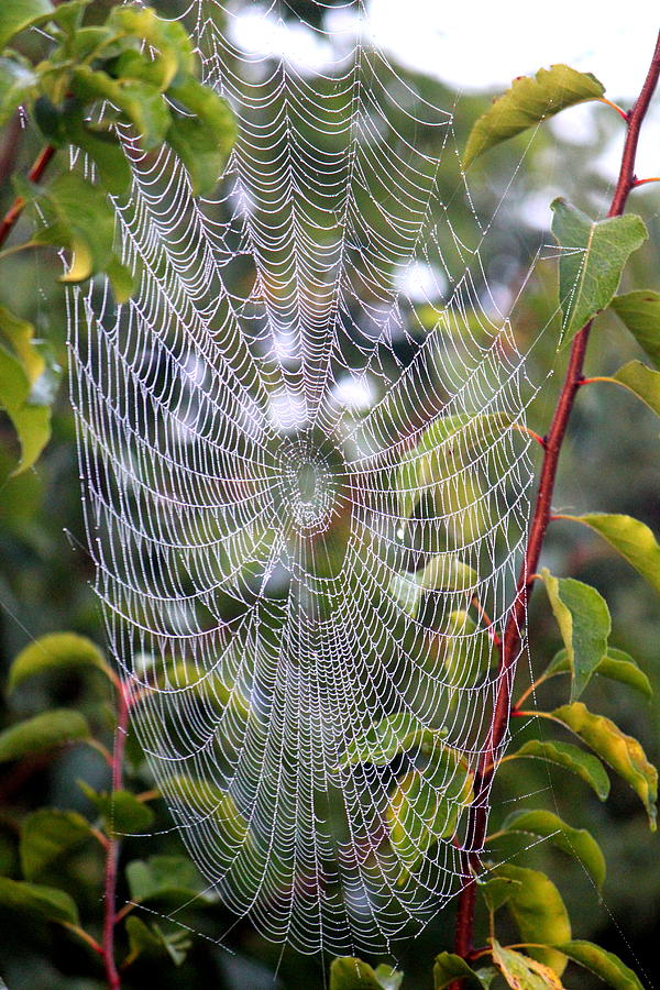 Tree Photograph - Spider Web by Sheri Simmons
