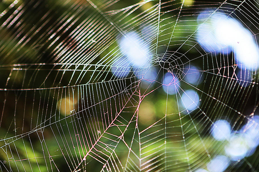 Spider Web Photograph by Susan Campbell