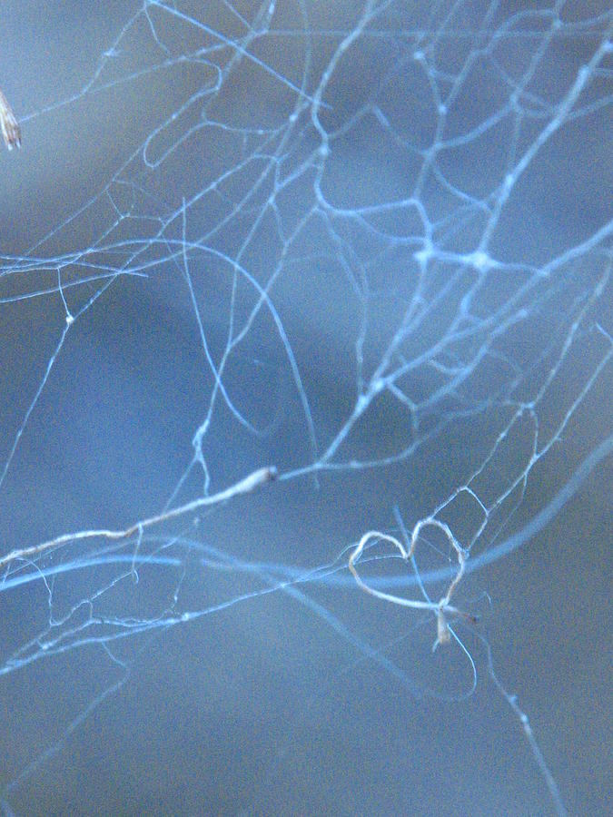 Abstract Photograph - Spider Web by Susie DeZarn