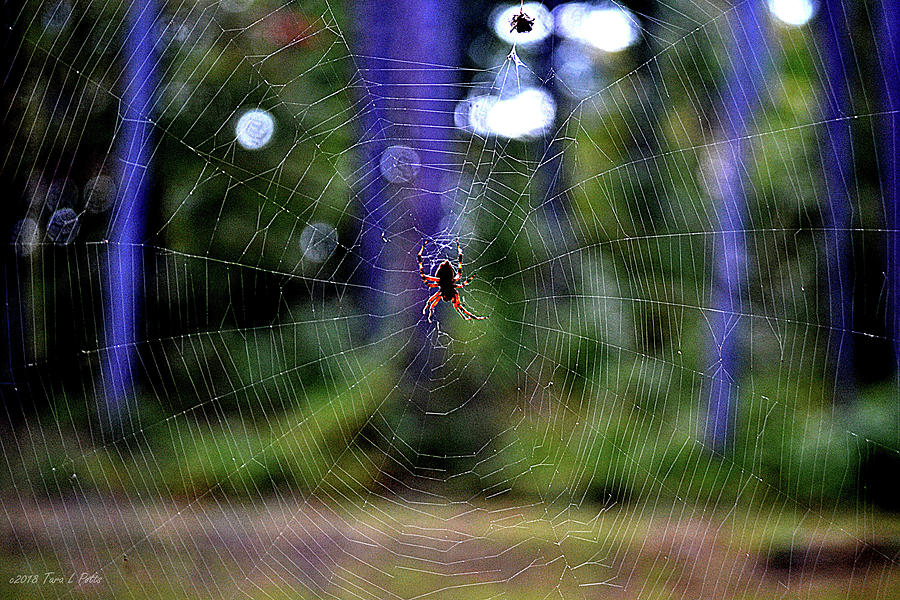 Spider Web Photograph by Tara Potts