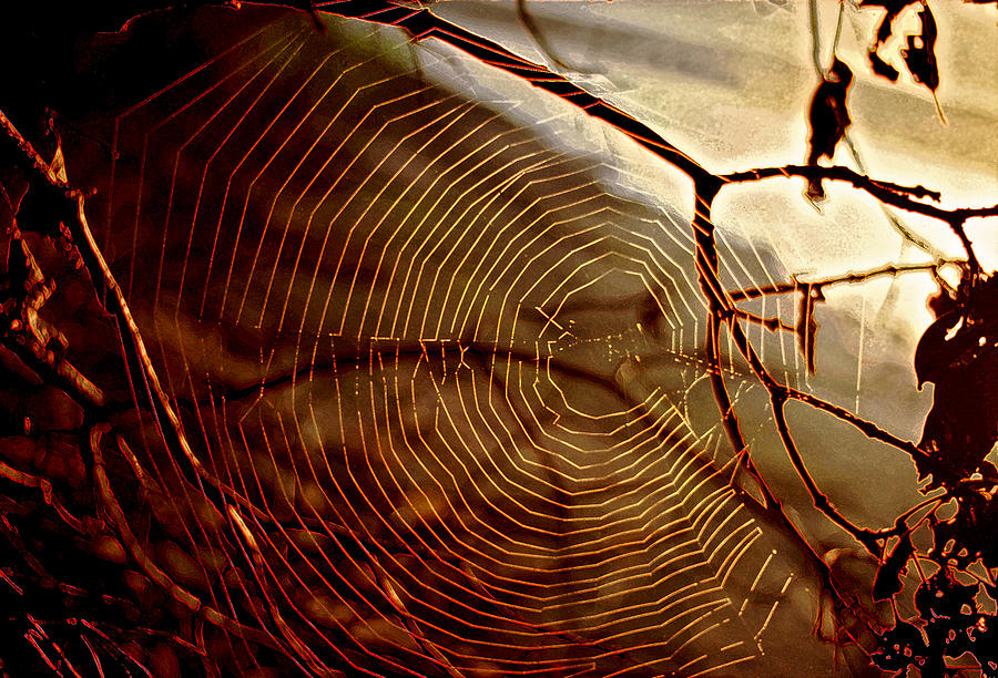 Nature Photograph - Spider Web by Thomas Firak