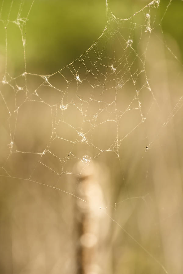 Spider Web Photograph by Tracy Winter