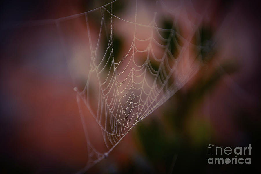 Spider web with an autumn kiss - Macro Photograph by Adrian De Leon Art and Photography