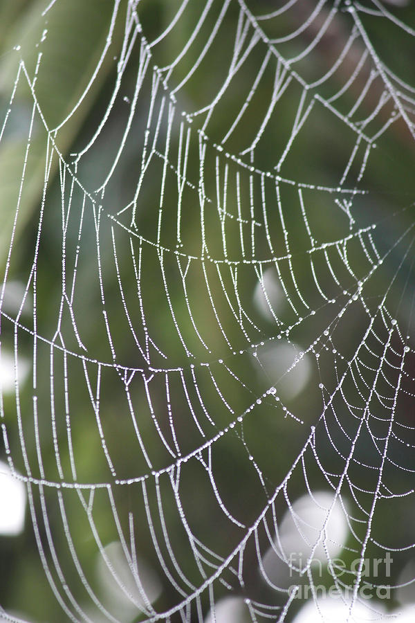 Spider Web with Bokeh Photograph by Carol Groenen