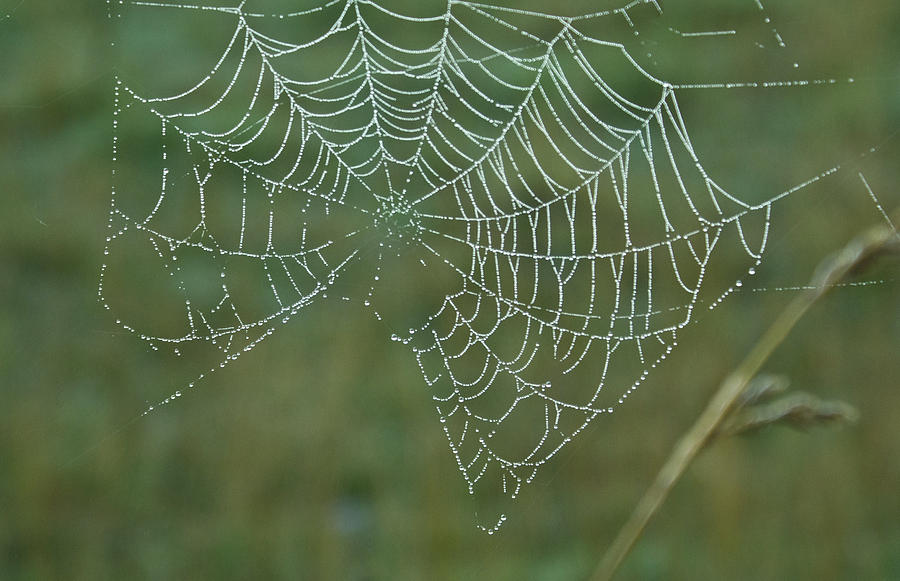 Spider Web with Dew Drops Photograph by Douglas Barnett