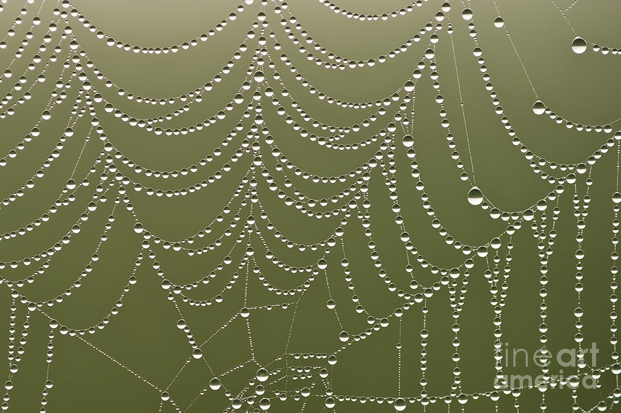 Spider web with dew drops early morning light by Jim Corwin