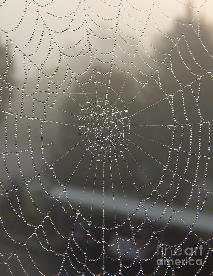 Spider Web With Morning Dew Photograph by Phil Perkins