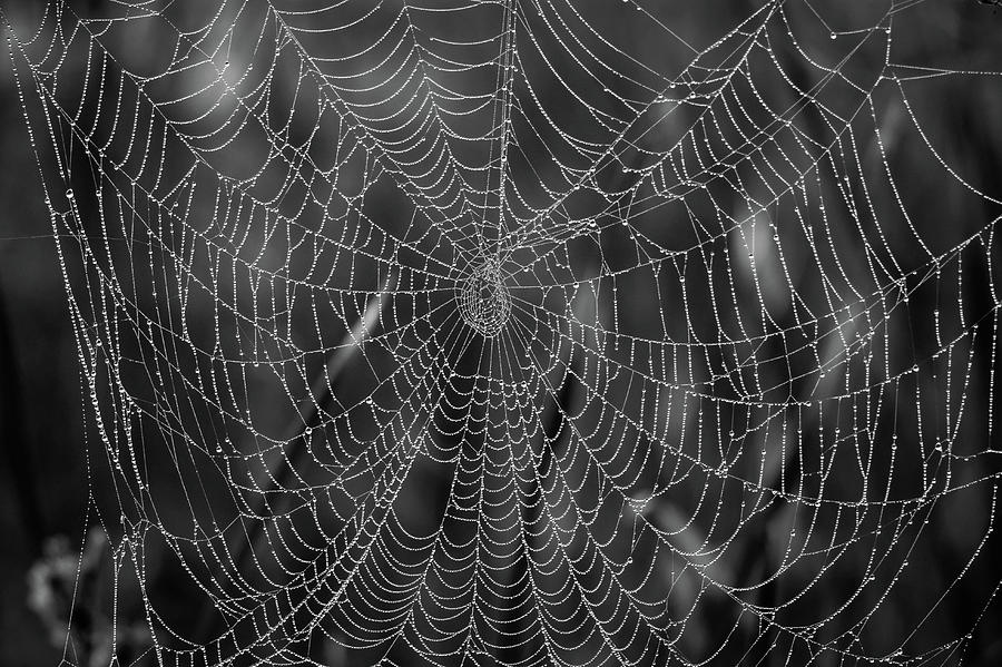 Spider Web with Pearls of Dew Photograph by Debra Martz