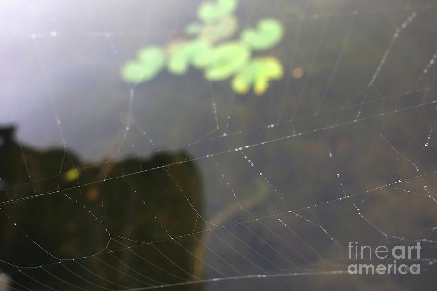 Spider Webs 1 Photograph by Jacqueline Athmann