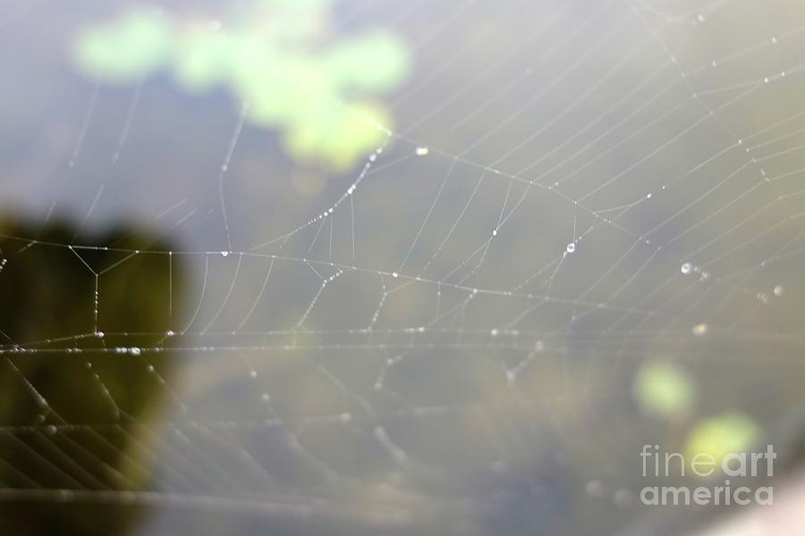 Spider Webs 2 Photograph by Jacqueline Athmann