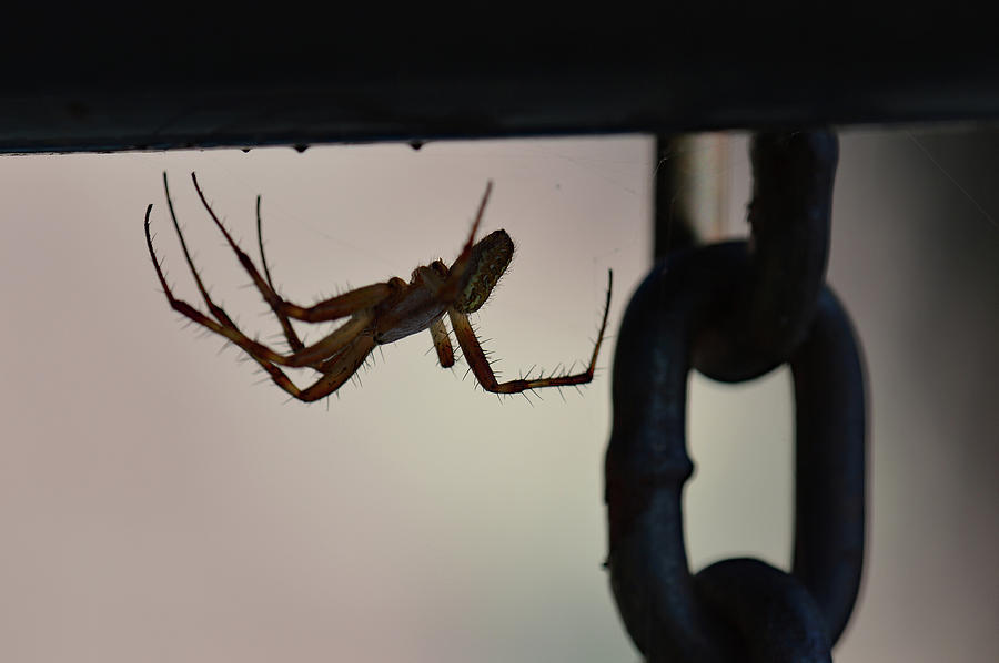 Spider Photograph by William Pullaro Jr