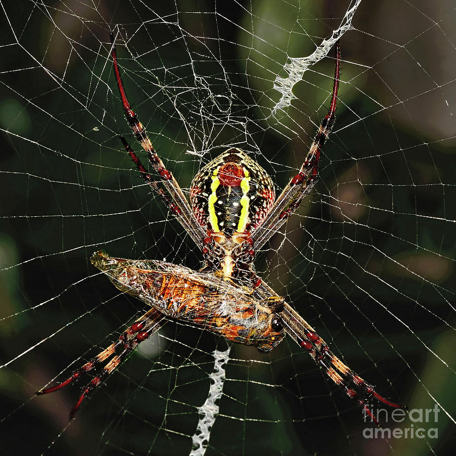 Spider With Dinner Prepared By Kaye Menner Photograph