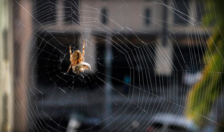 Spider With Egg Sac Photograph by Bonnie Follett