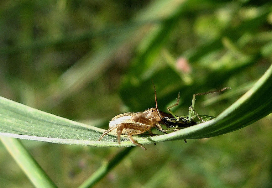 Spider With Grasshopper Photograph by Batki Noemi
