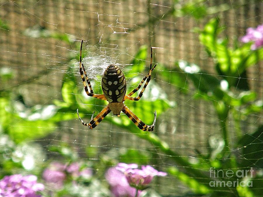 Spider With Nice Abs Photograph by Leah McPhail