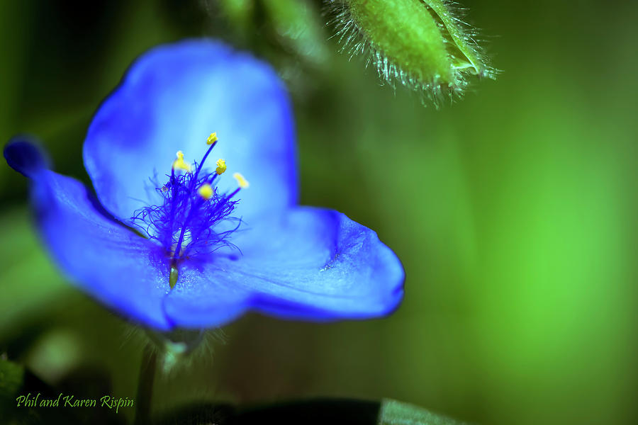 Nature Photograph - Spiderwort by Phil And Karen Rispin