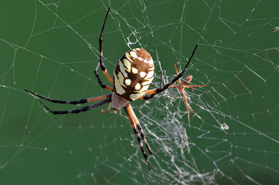 Spider3 Photograph by William Pullaro Jr
