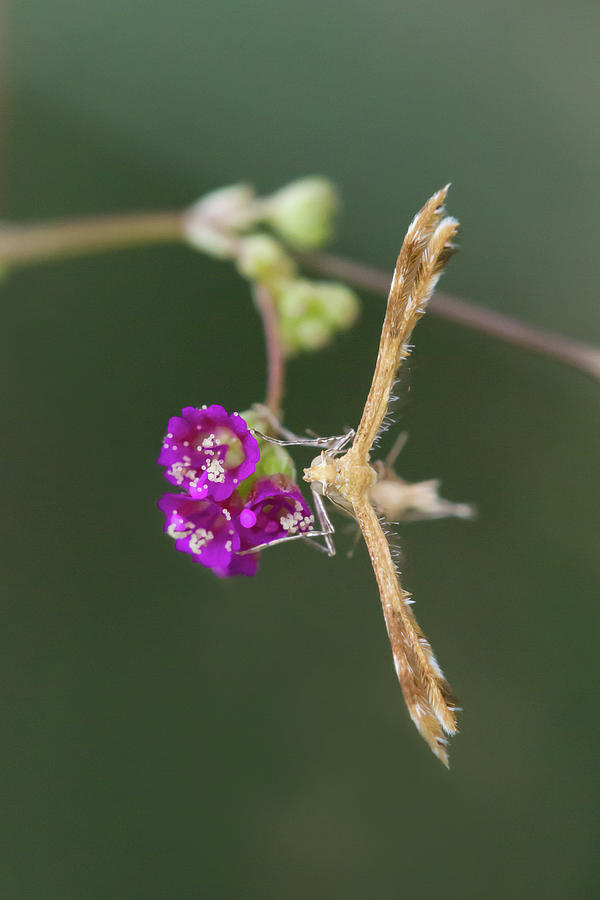 Spiderling Plume Moth On Wineflower Photograph