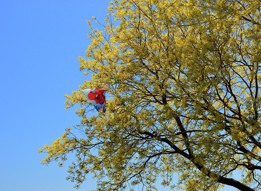 Spiderman In A Tree  Photograph by Lyle Crump