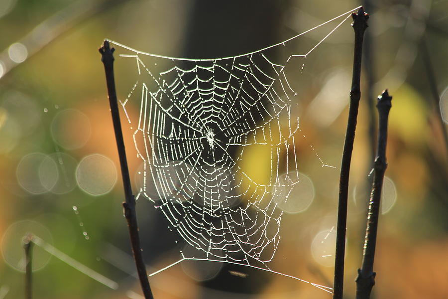 Spiders Creation Photograph by Karol Livote