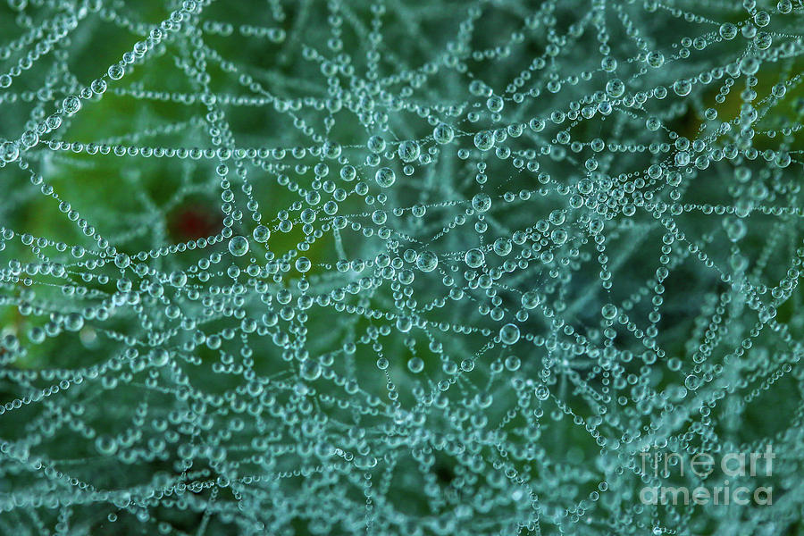 Spider Photograph - Spiders Ground Web by Tom Claud