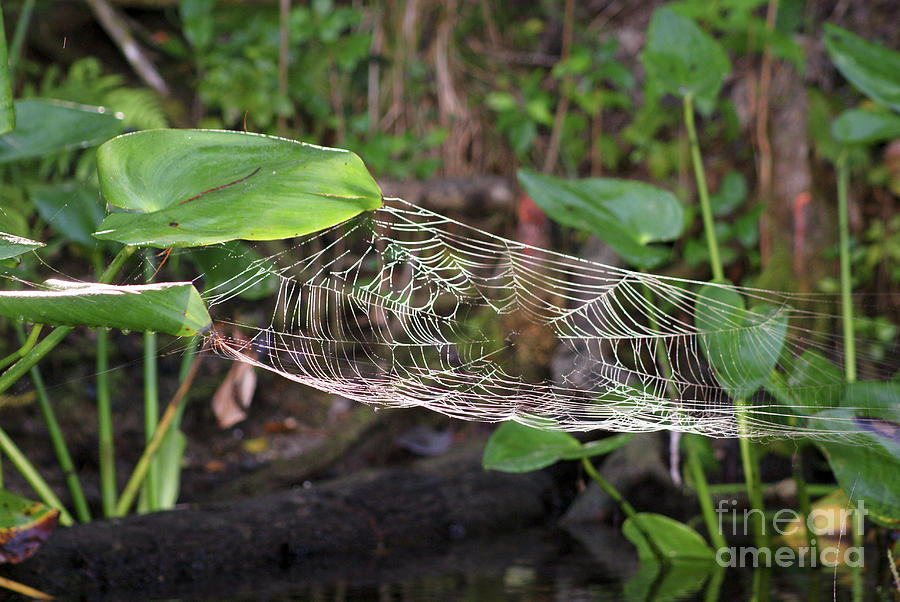 Nature Photograph - Spiders Net by Jack Norton