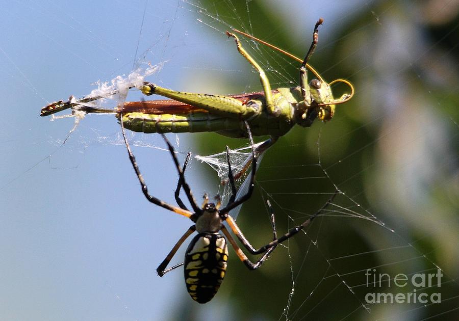 Grasshopper Photograph - Spiders Prey by Paulette Thomas