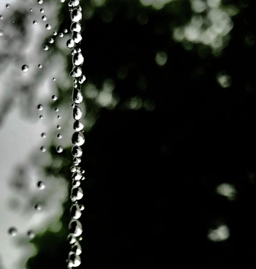 Spiders Rain Photograph by Al Swasey