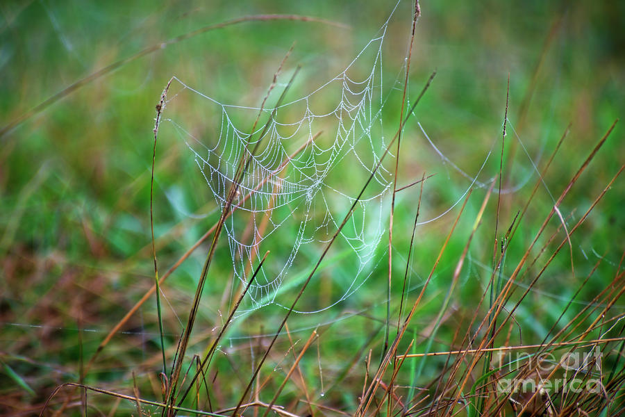 Spiders Web Photograph by David Arment