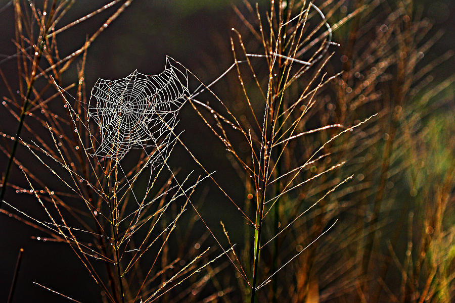 Spiders Web- St Lucia  Photograph by Chester Williams