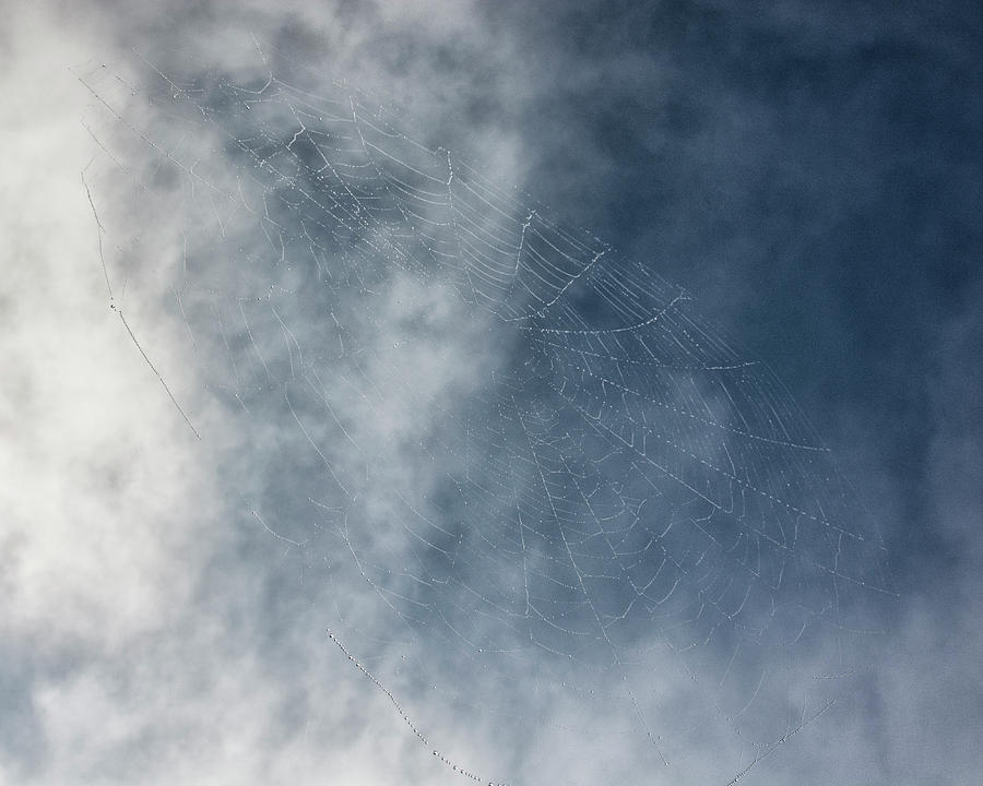 Spiderweb Against the Sky Photograph by Mitch Spence