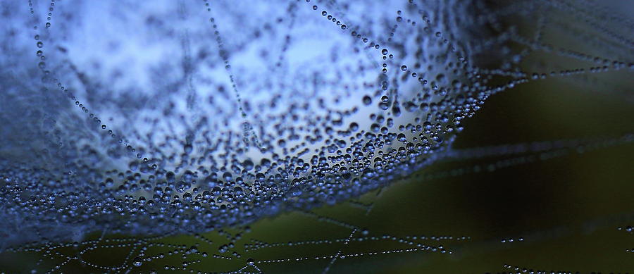 Spiderweb Photograph by Bethany Dhunjisha