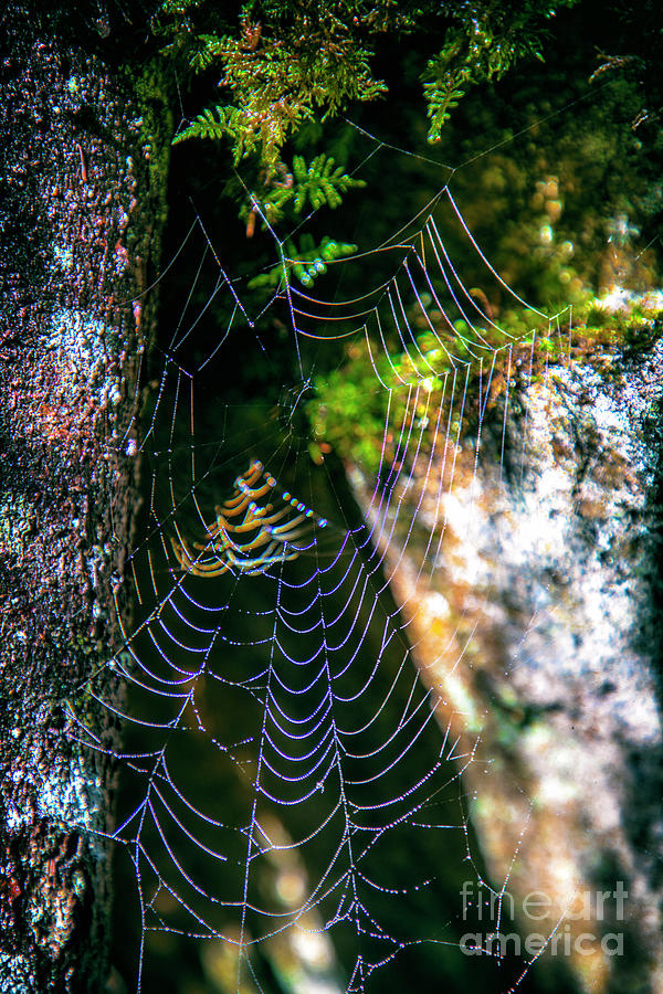 Spiderweb Dance Photograph