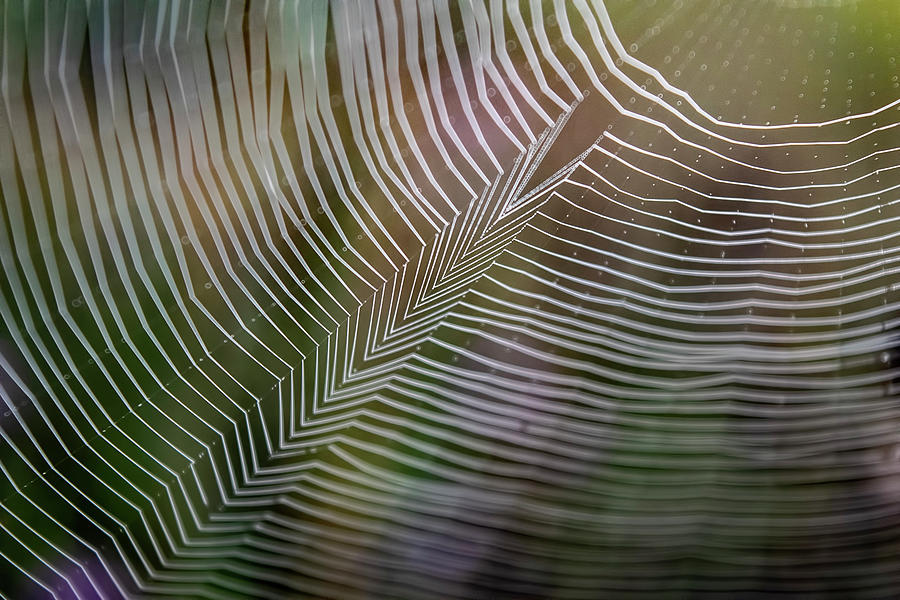 SPIDERWEB FEATHER by Christina VanGinkel SPIDERWEB FEATHER by Christina VanGinkel