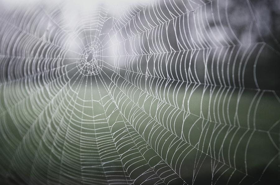 Spiderweb Photograph by George Strohl