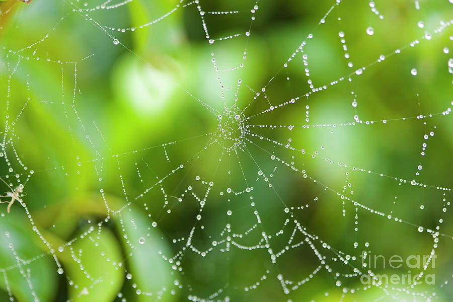 Spiderweb Photograph by Juan Silva
