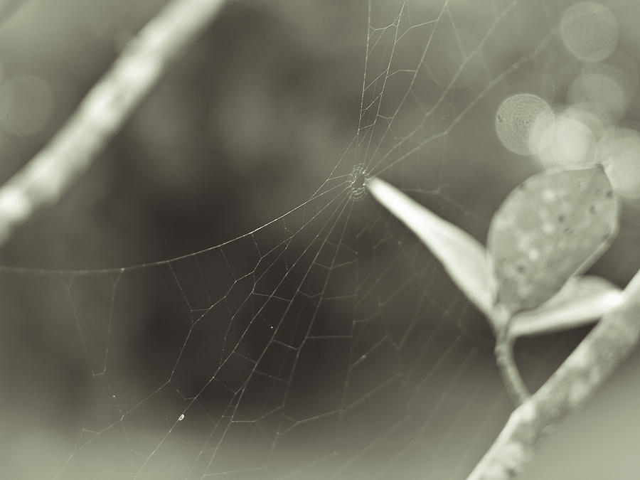 Spiderweb Photograph by Laurie Hasan