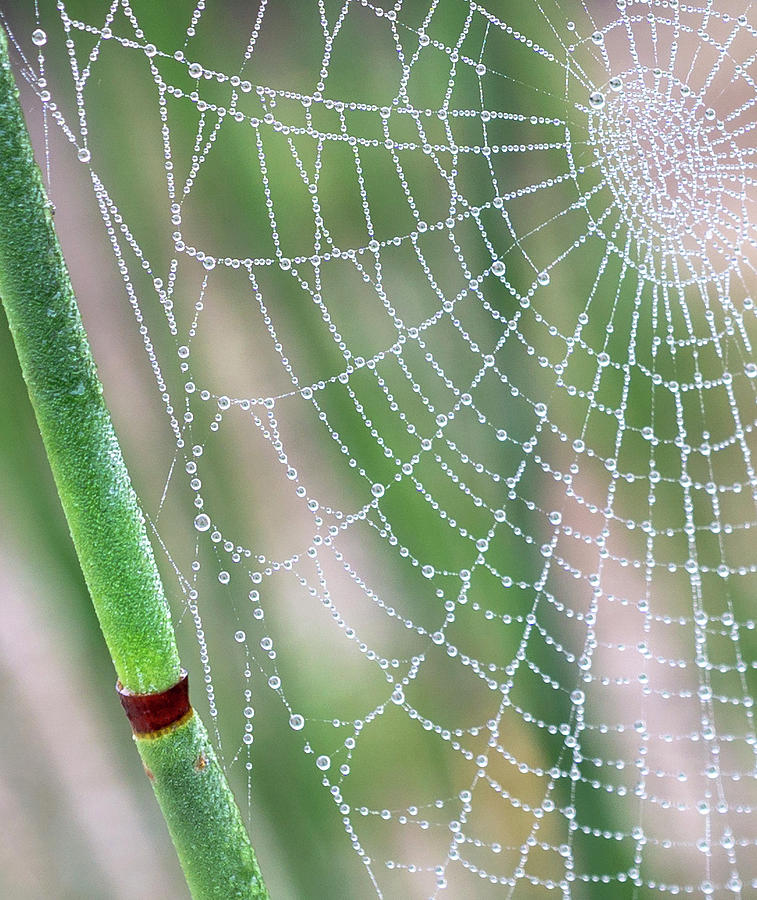 Spiderweb Photograph by Mariola Szeliga