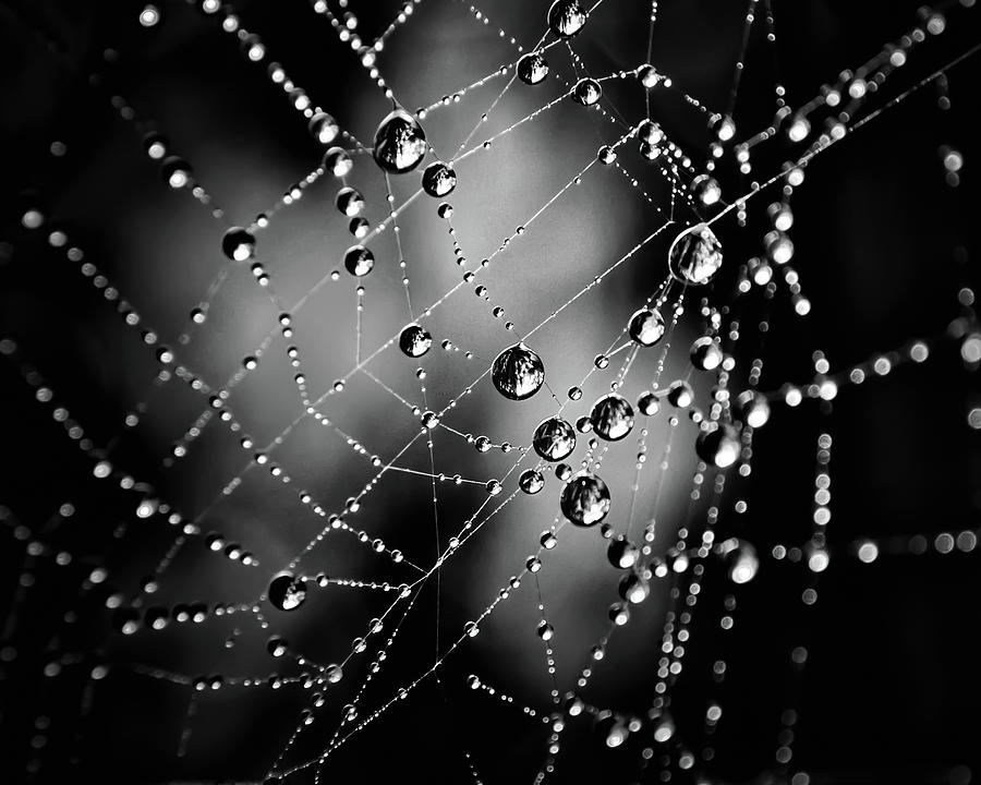 Spiderweb No 3 Photograph