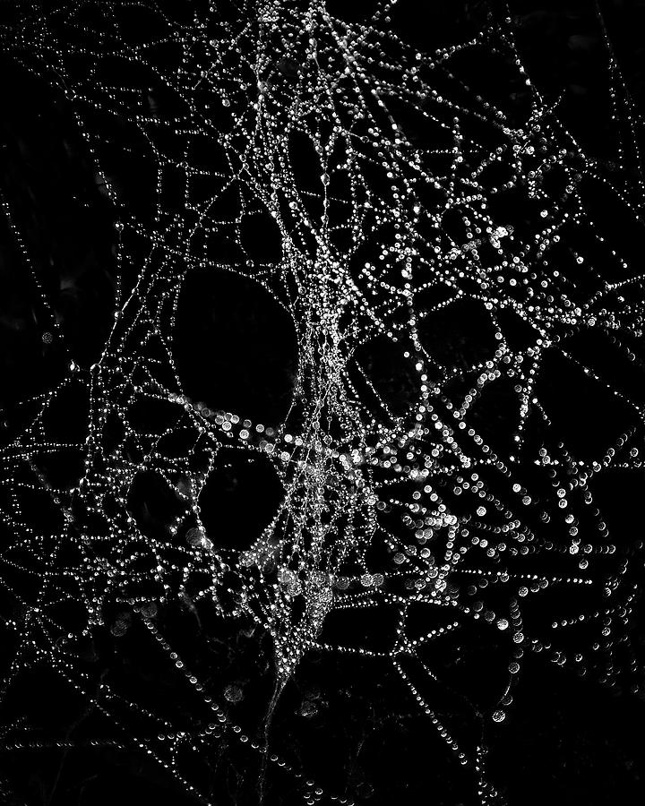 Abstract Photograph - Spiderweb No 4 by Brian Carson