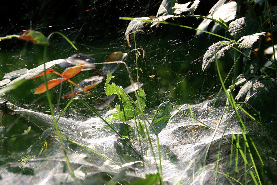 Spiderweb over rose plants Photograph by Emanuel Tanjala