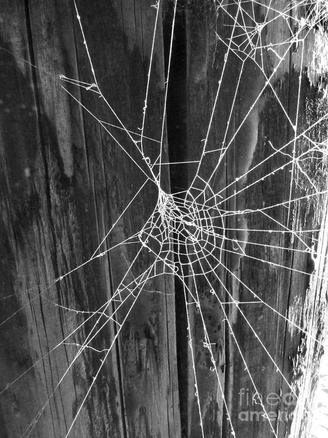 Spiderweb Photograph Photograph by Kristen Fox