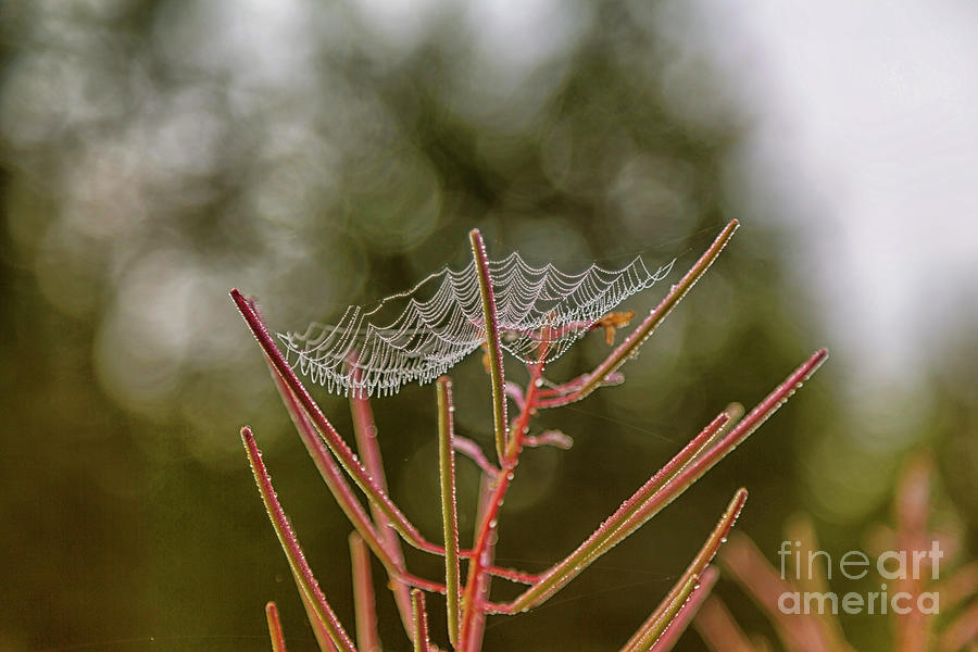 Spiderweb Photograph