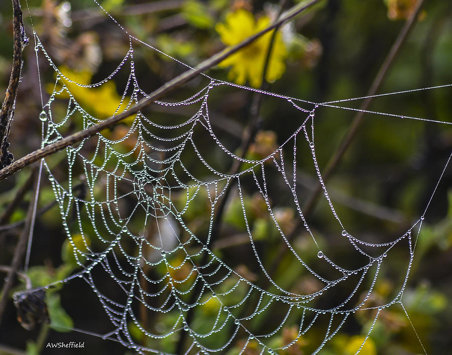 Galveston Photograph - Spiderweb with Dew 1 by Allen Sheffield Galveston Photograph - Spiderweb with Dew 1 by Allen Sheffield