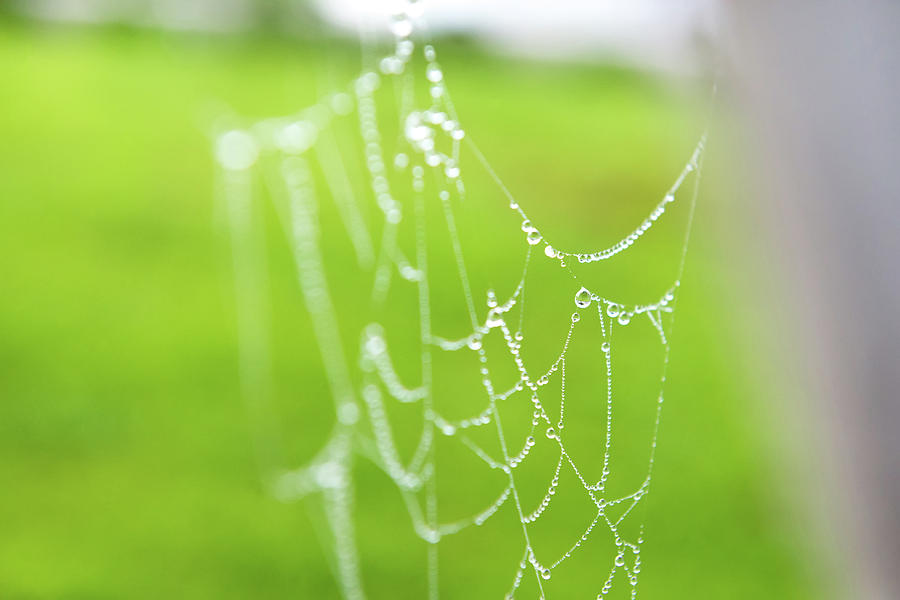 Spiderweb With Drops Photograph