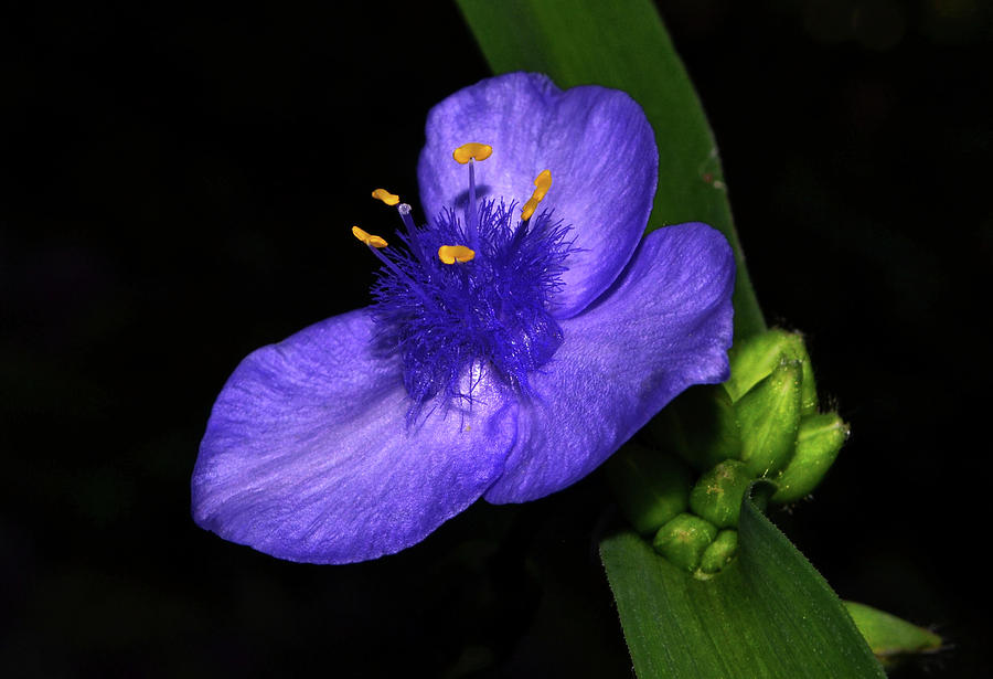 Spiderwort 009 Photograph by George Bostian
